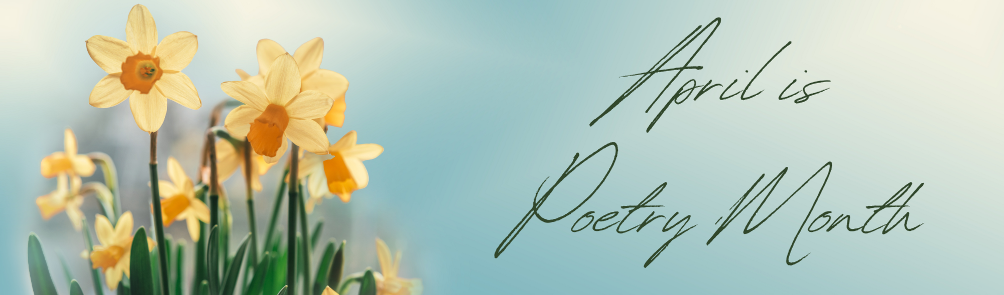 Aqua gradient background with yellow daffodils  April is Poerty Month